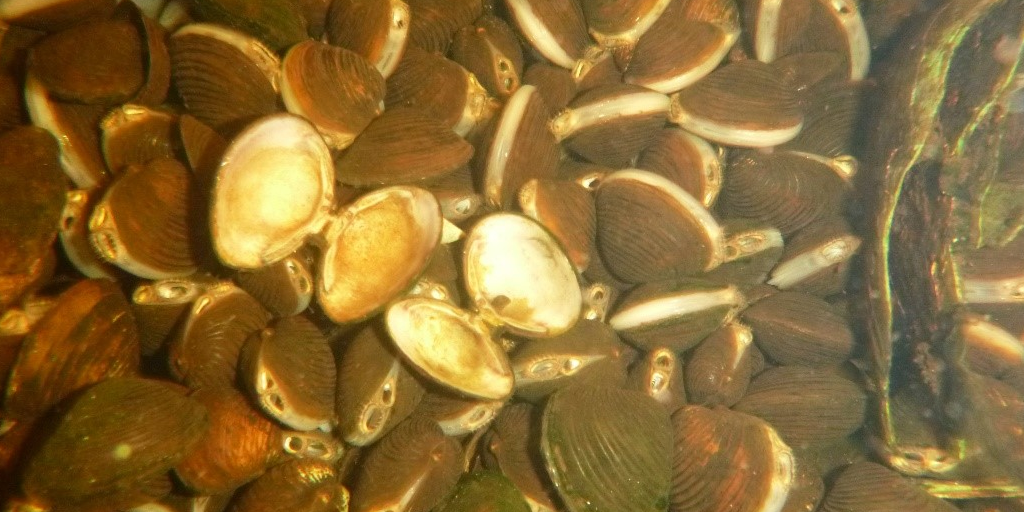 Corbicula fluminea dominating the River Shannon bottom near the Lough Ree Power Station.