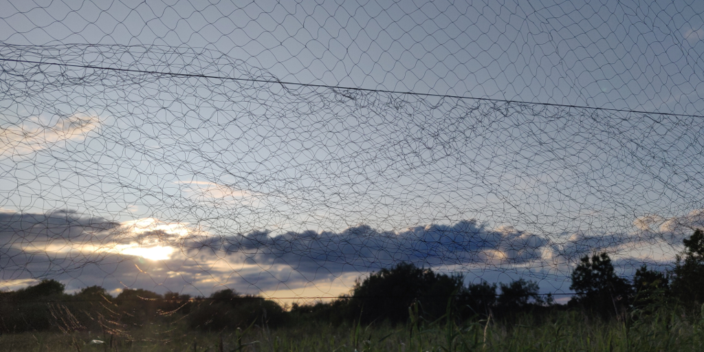 Mist Net on a swallow ringing trip to in Pollardstown FEn