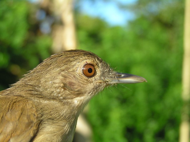 A Sulawesi Babbler