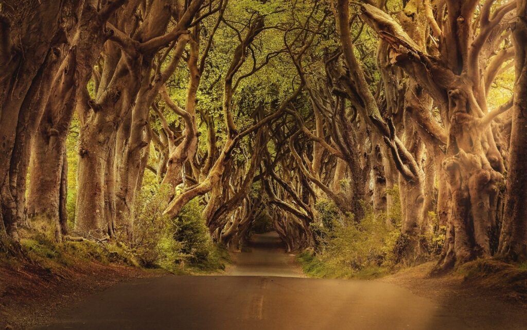 Image of The Dark Hedges.