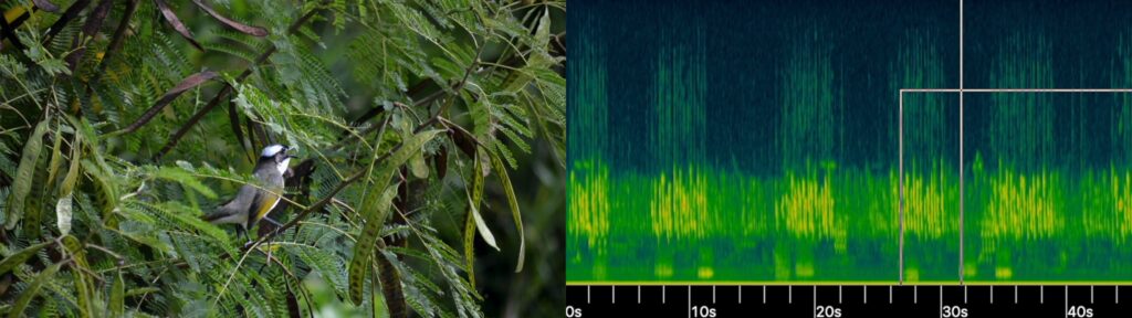Bird singing and acoustic data output.