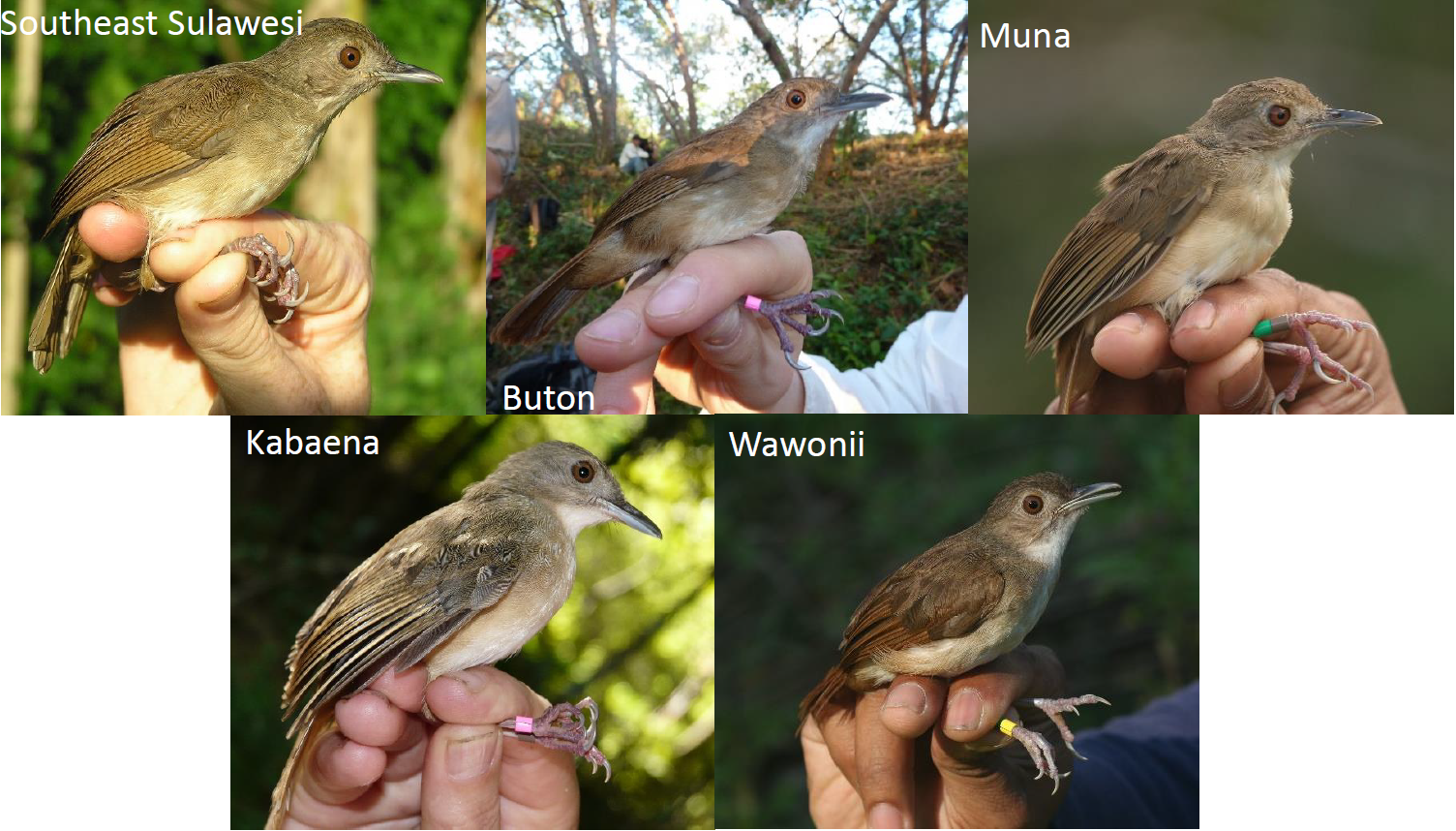Sulawesi babblers from several islands