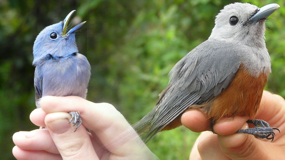 Pale-blue Monarch on the left and Island Monarch on the right