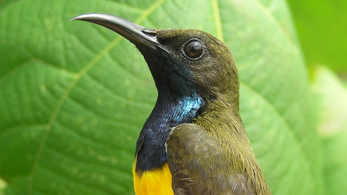 A male Wakatobi Sunbird