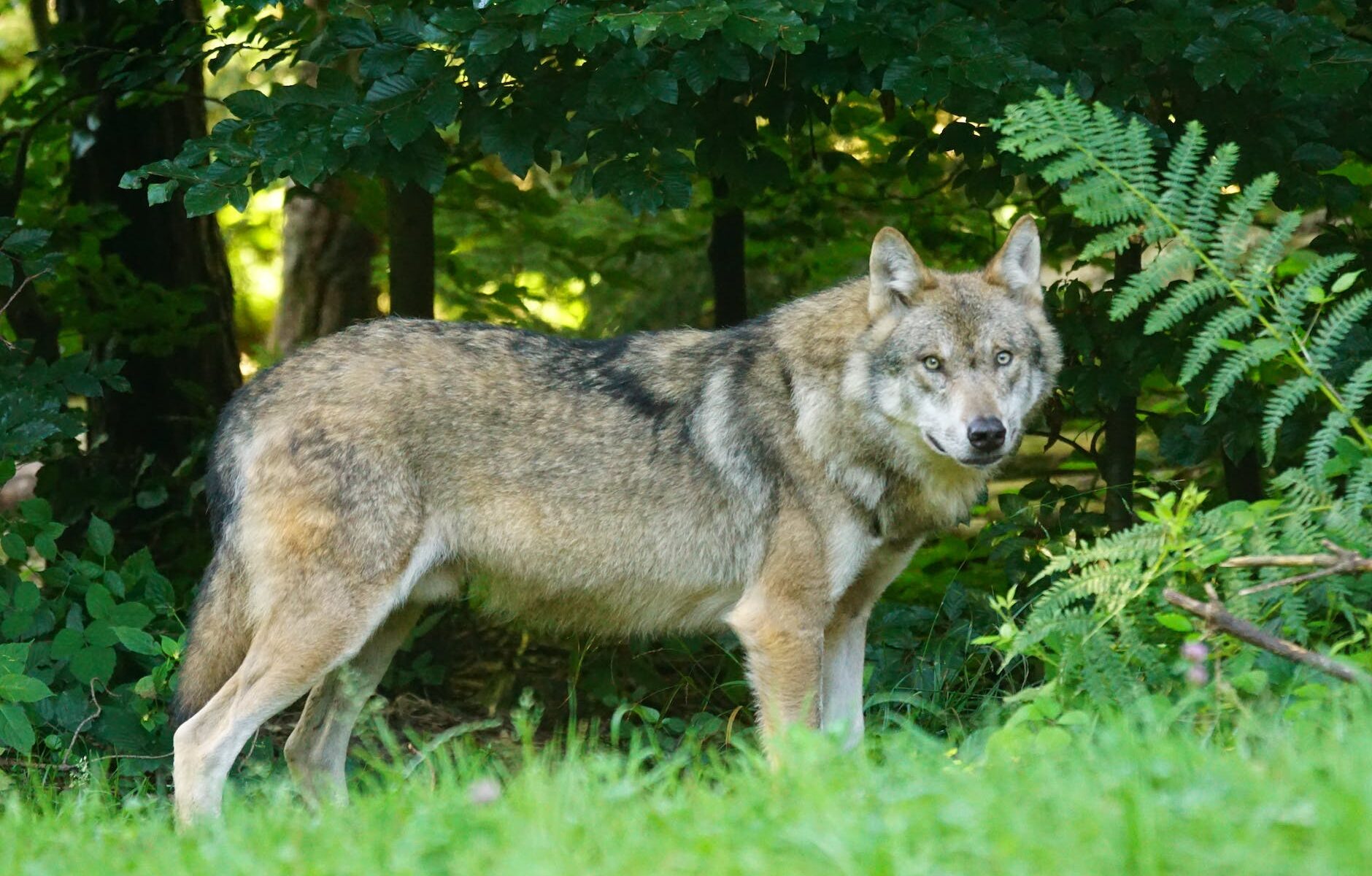 brown wolf standing on green grass
